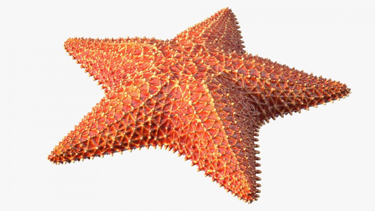 3D model Starfish 3