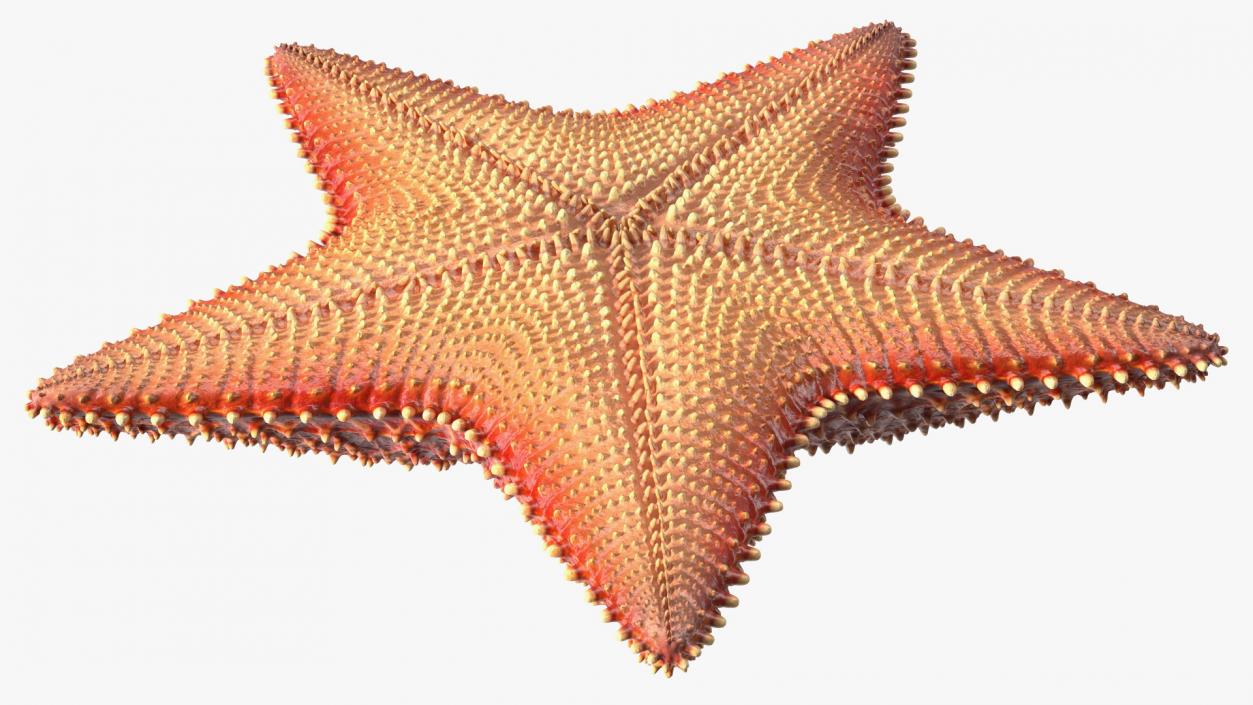 3D model Starfish 3