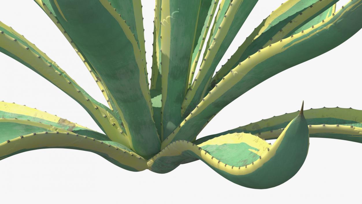 Plants Collection 2 3D model