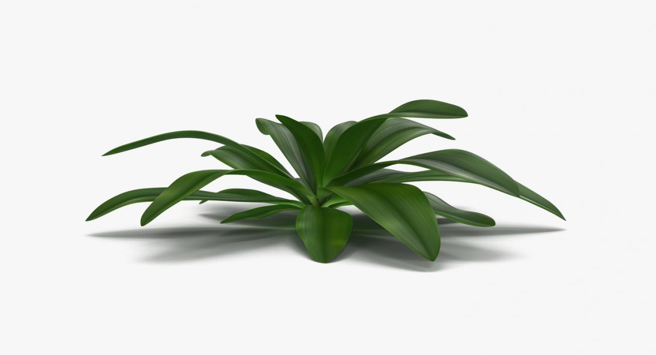 Plants Collection 2 3D model