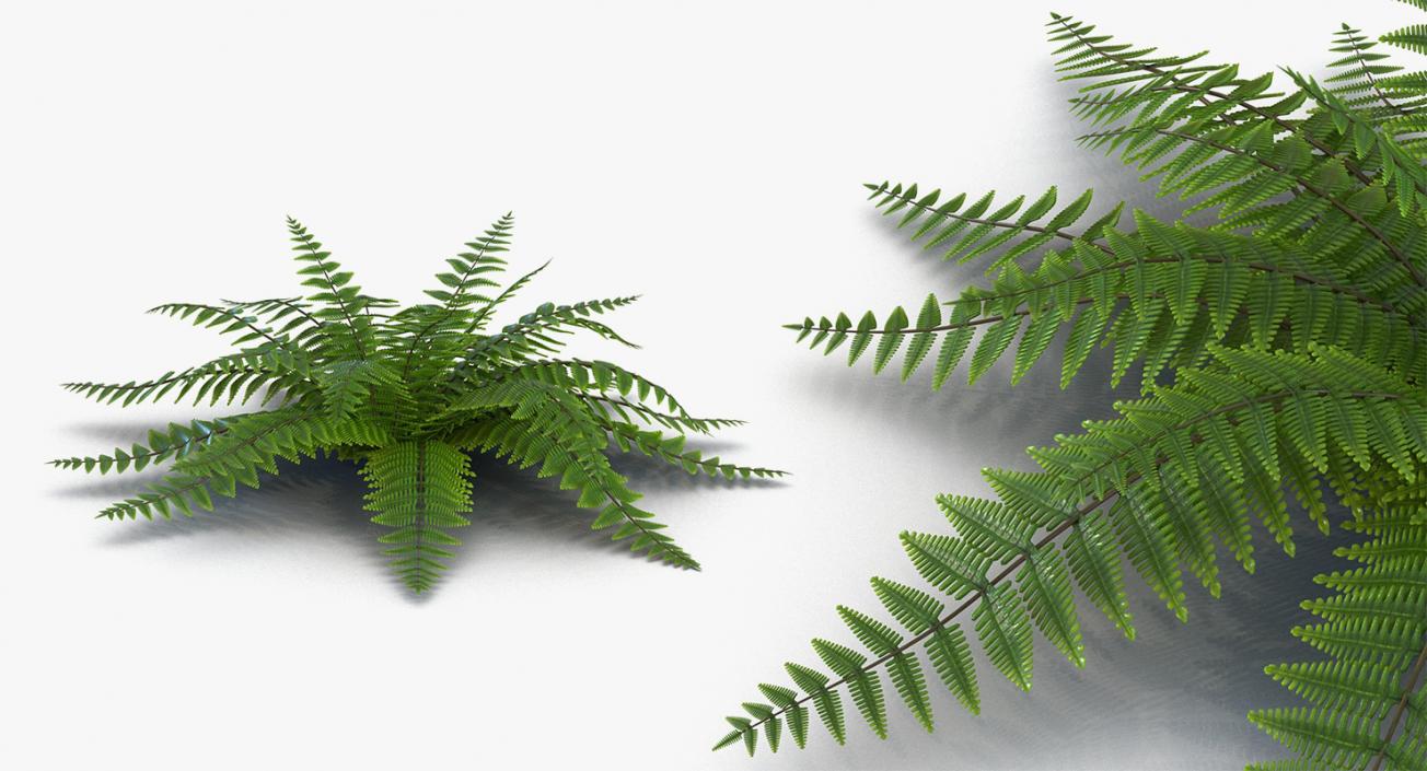 Plants Collection 2 3D model