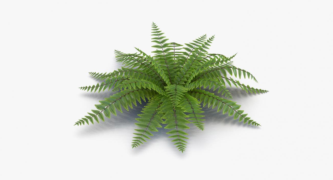 Plants Collection 2 3D model