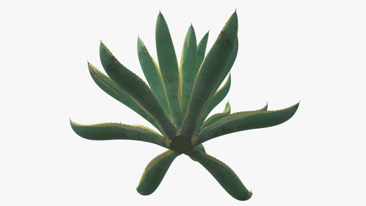 Plants Collection 2 3D model