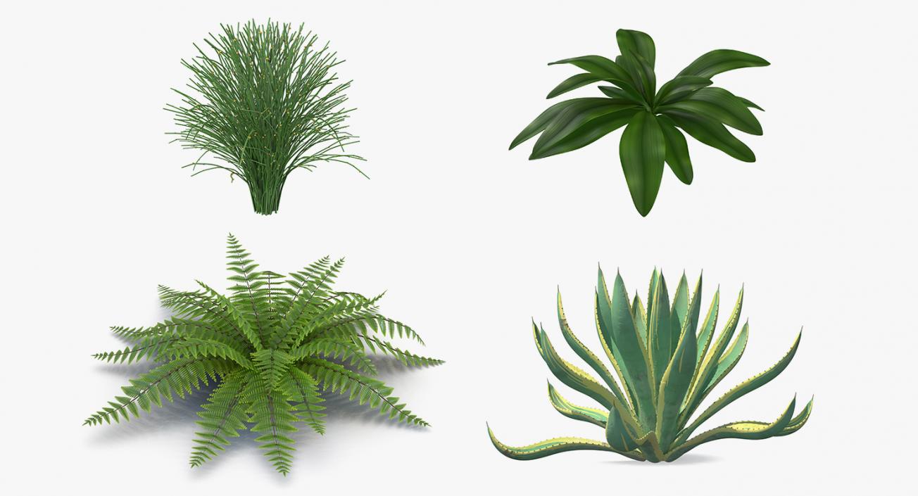 Plants Collection 2 3D model