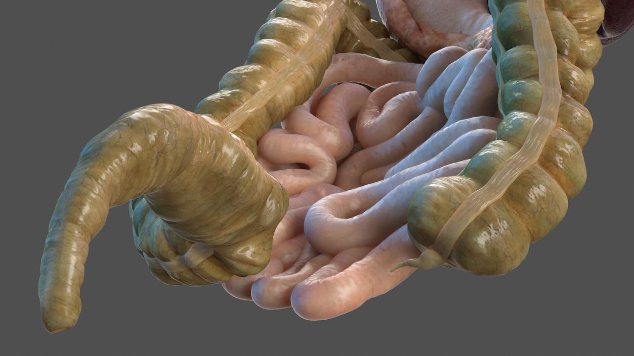 Human Stomach and Small Intestines 3D model