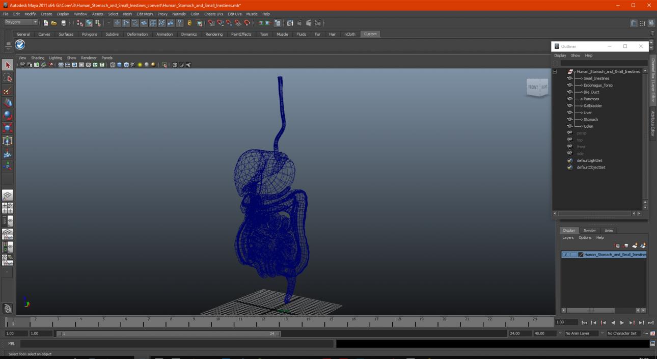 Human Stomach and Small Intestines 3D model