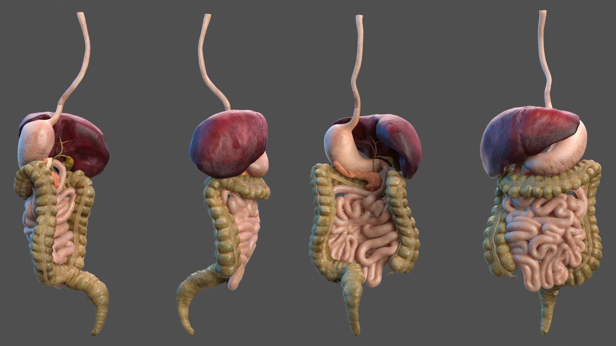 Human Stomach and Small Intestines 3D model