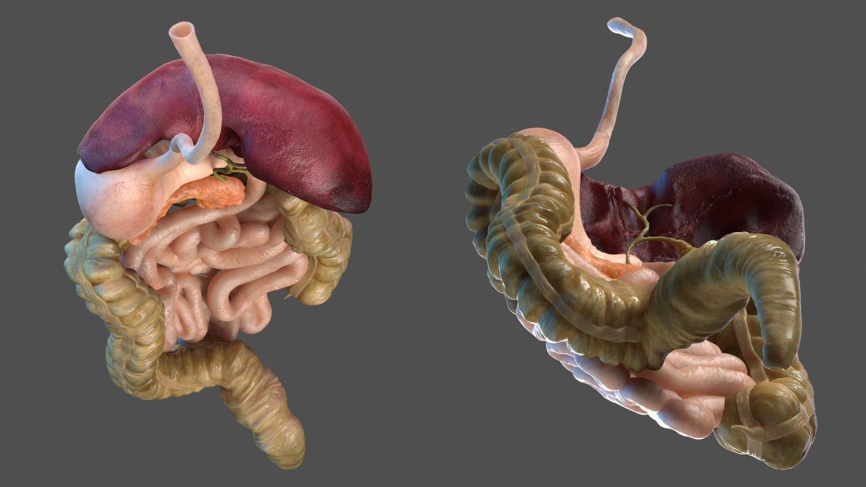 Human Stomach and Small Intestines 3D model