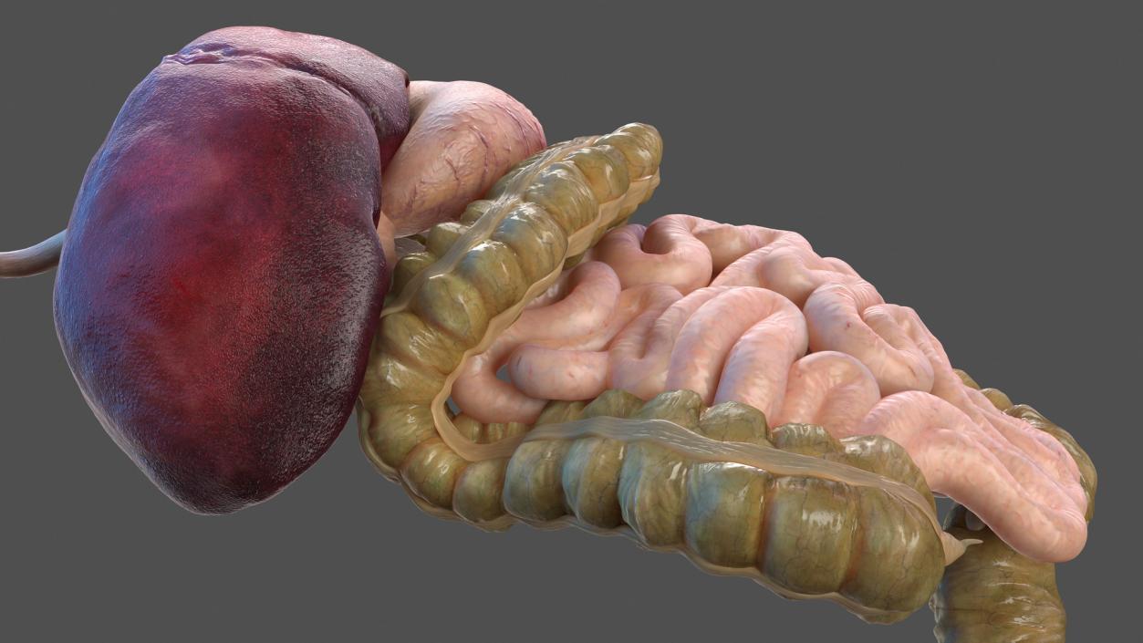 Human Stomach and Small Intestines 3D model