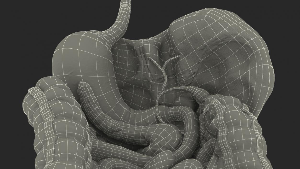 Human Stomach and Small Intestines 3D model