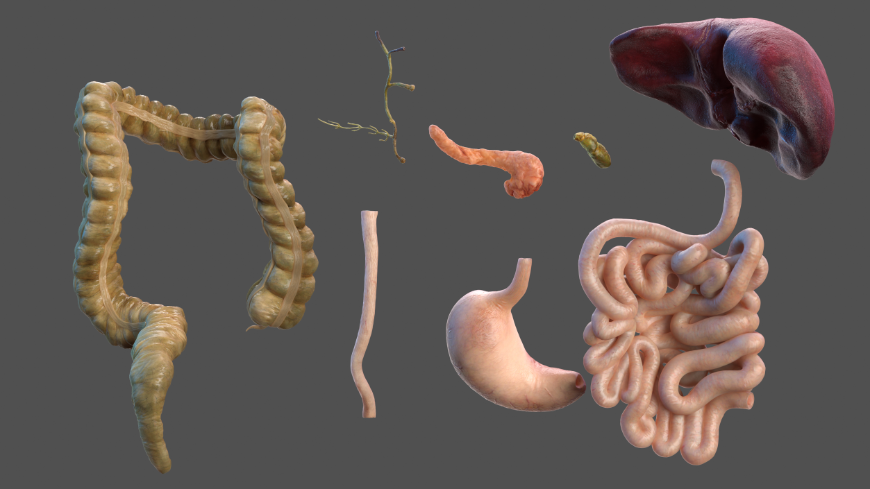 Human Stomach and Small Intestines 3D model