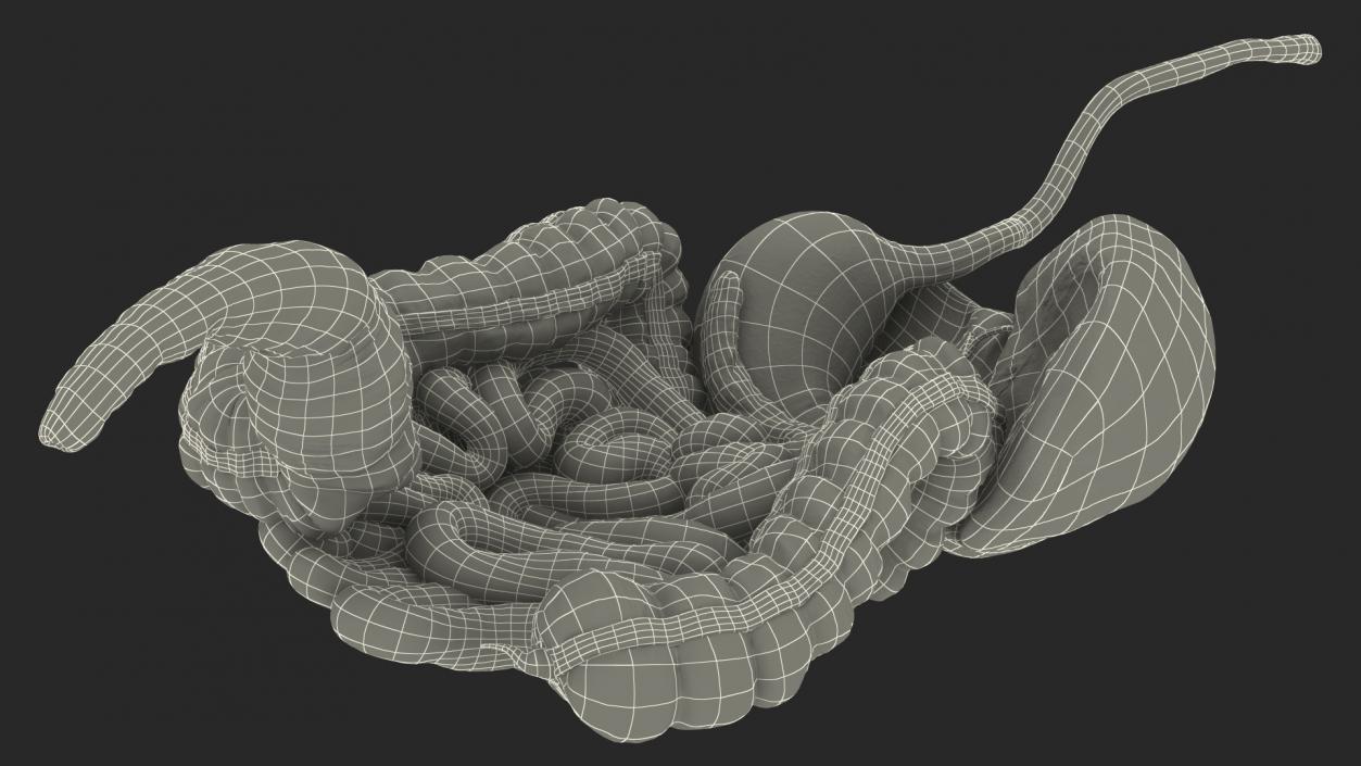 Human Stomach and Small Intestines 3D model
