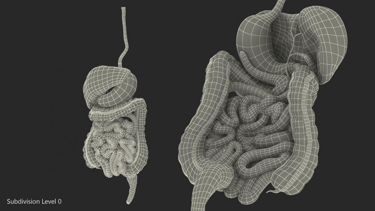 Human Stomach and Small Intestines 3D model