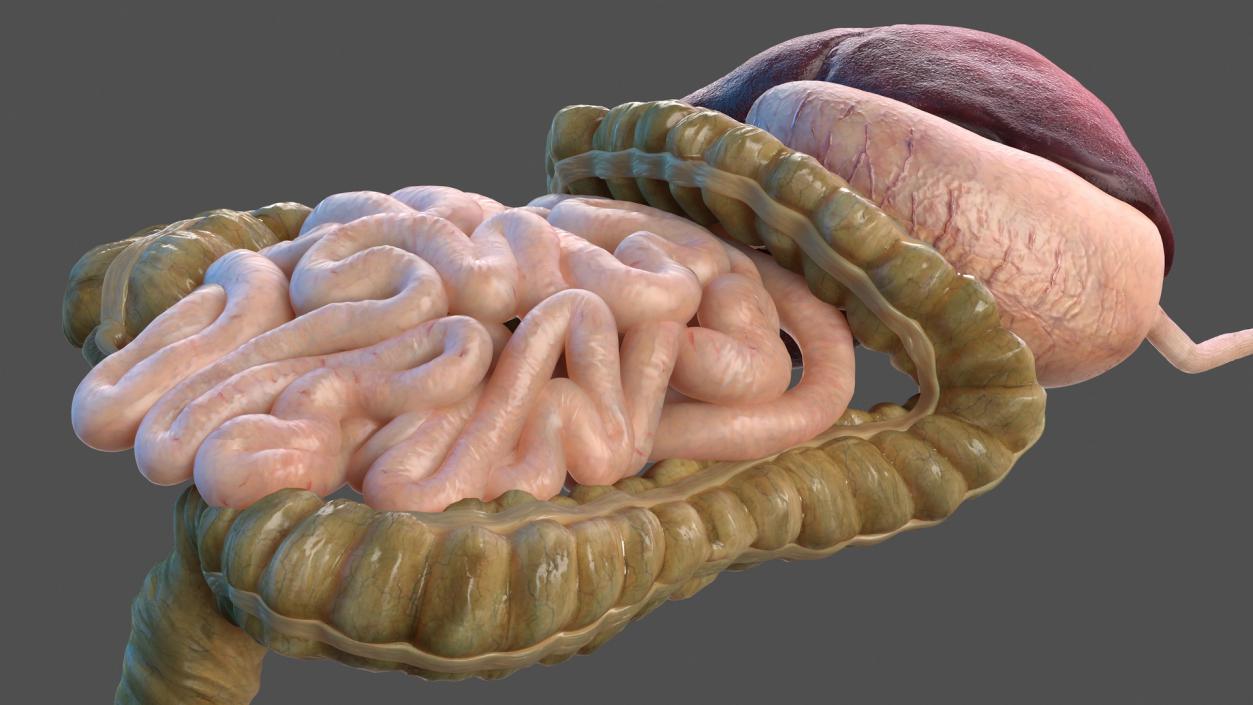 Human Stomach and Small Intestines 3D model