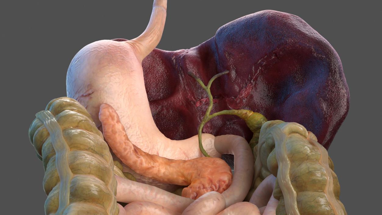 Human Stomach and Small Intestines 3D model