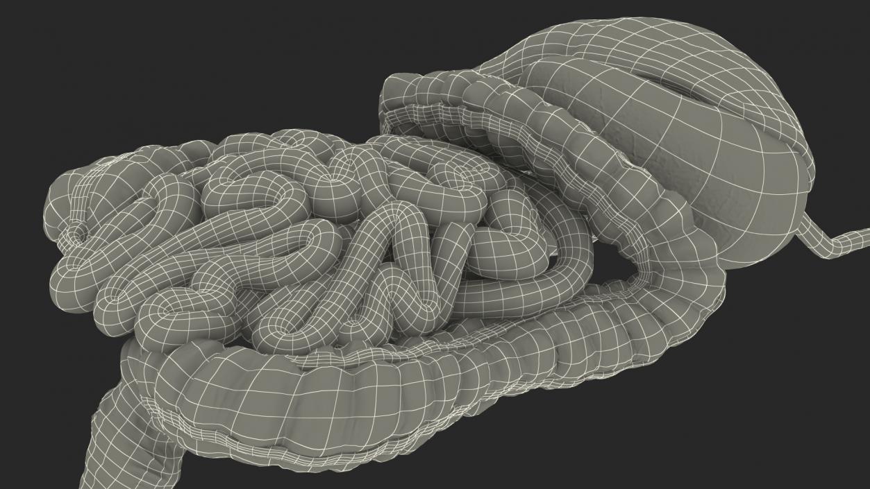 Human Stomach and Small Intestines 3D model