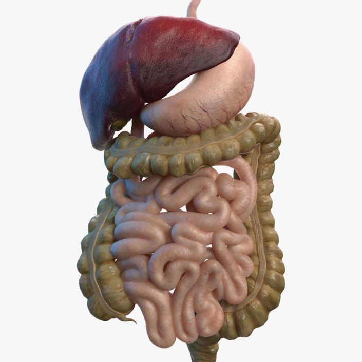 Human Stomach and Small Intestines 3D model