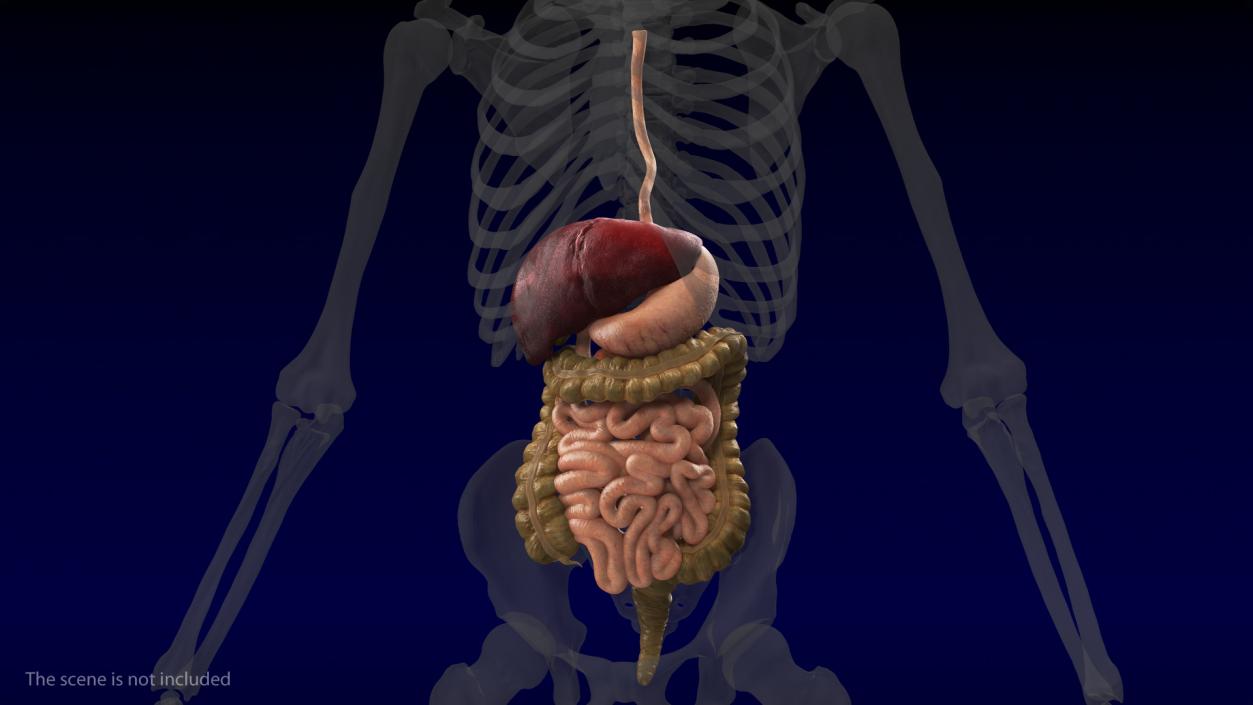 Human Stomach and Small Intestines 3D model