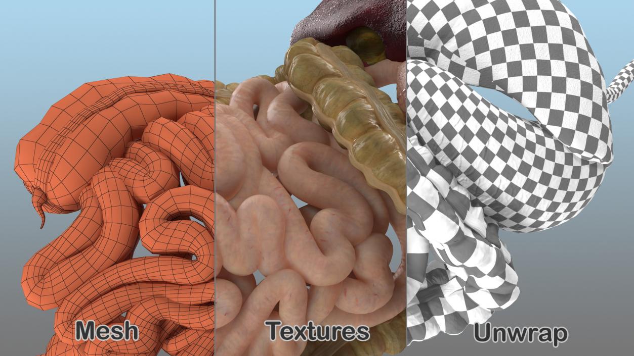 Human Stomach and Small Intestines 3D model