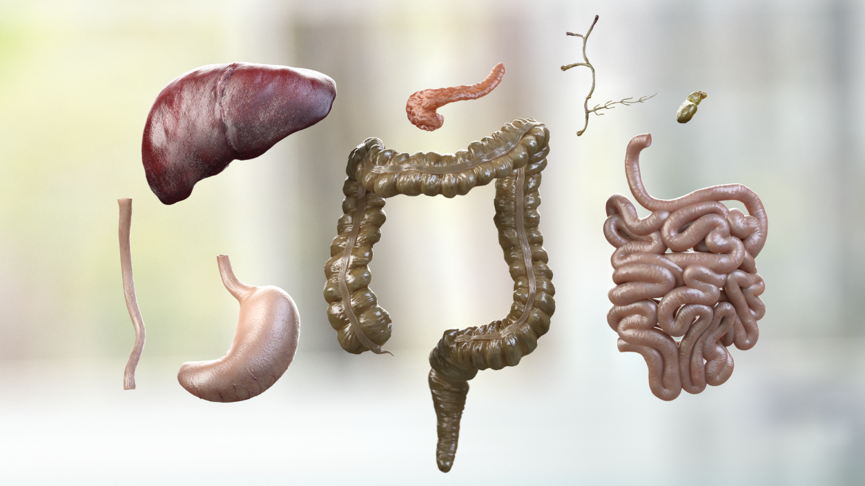 Human Stomach and Small Intestines 3D model