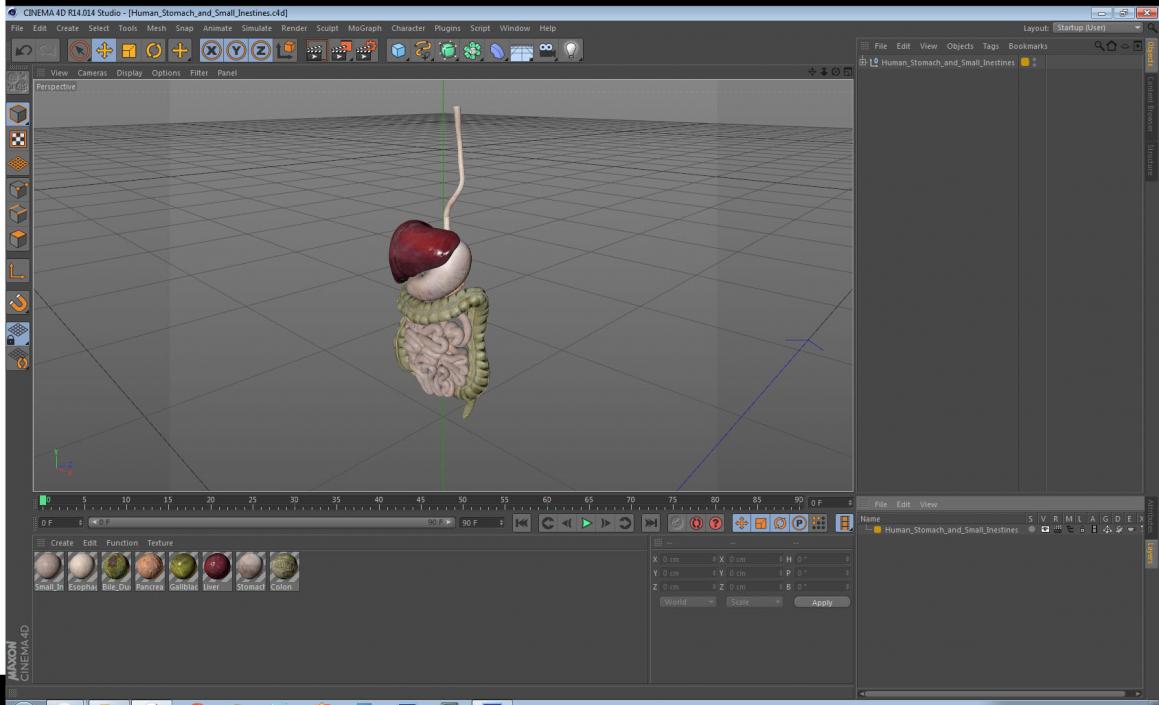 Human Stomach and Small Intestines 3D model