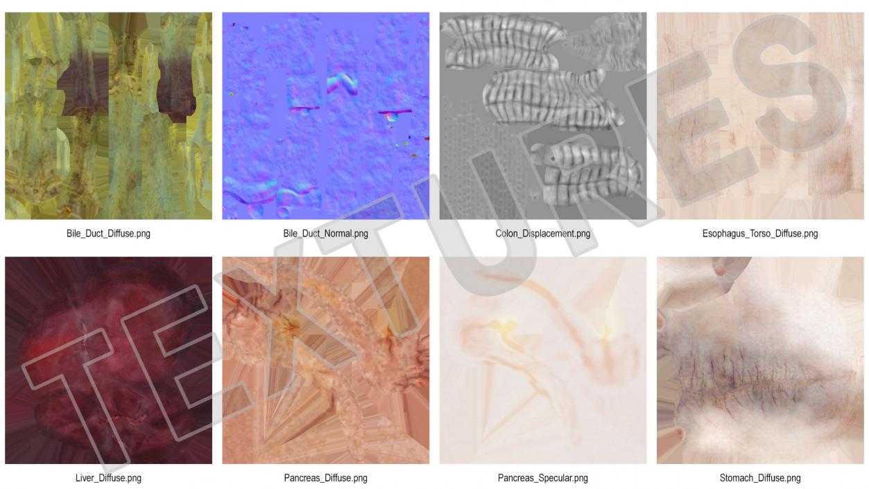 Human Stomach and Small Intestines 3D model