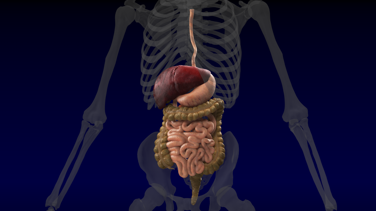 Human Stomach and Small Intestines 3D model