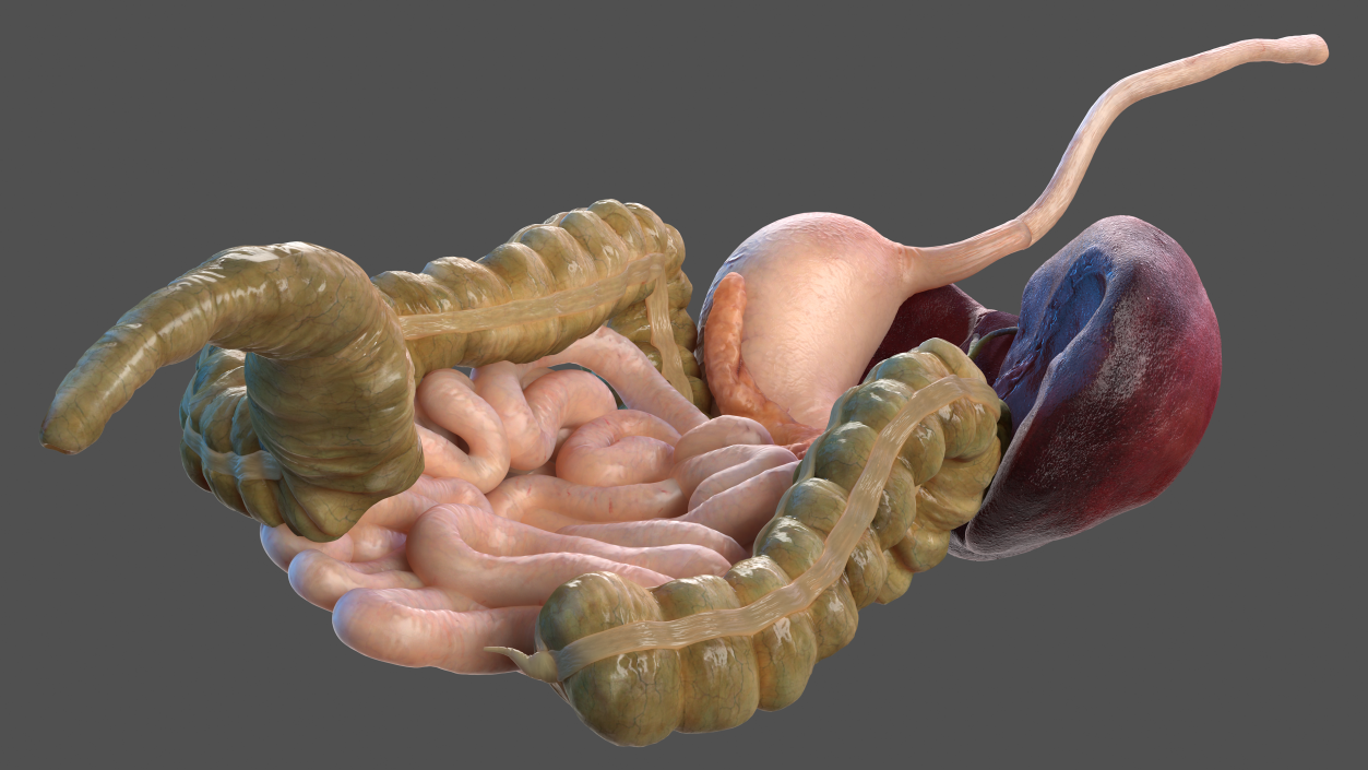 Human Stomach and Small Intestines 3D model