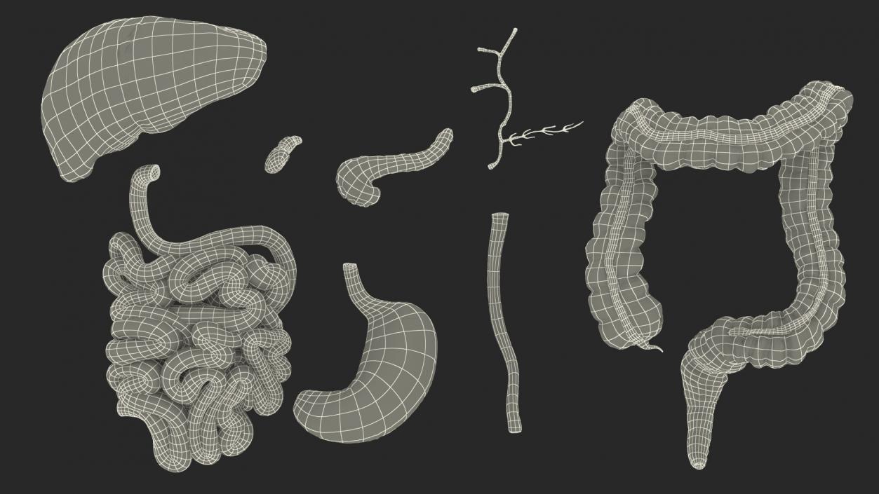 Human Stomach and Small Intestines 3D model