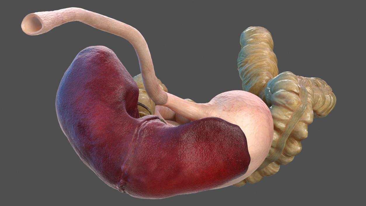 Human Stomach and Small Intestines 3D model