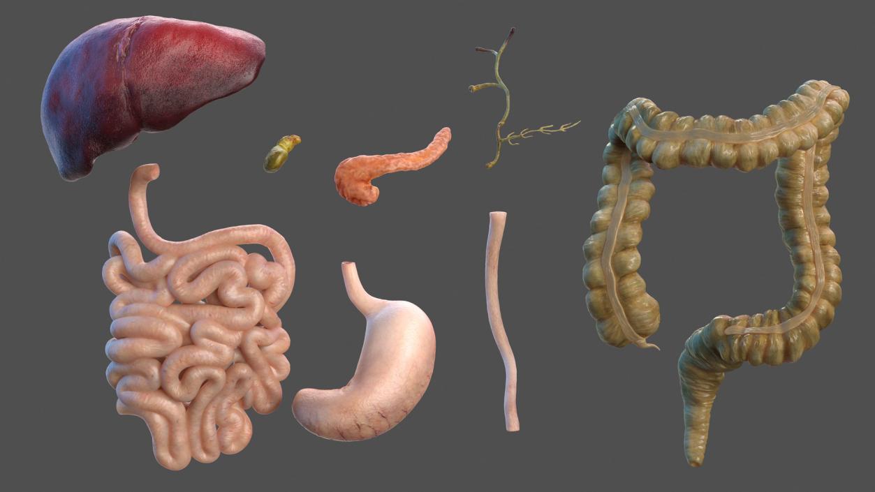 Human Stomach and Small Intestines 3D model