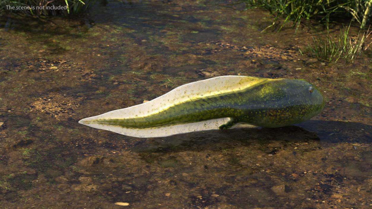 Tadpole 3D model