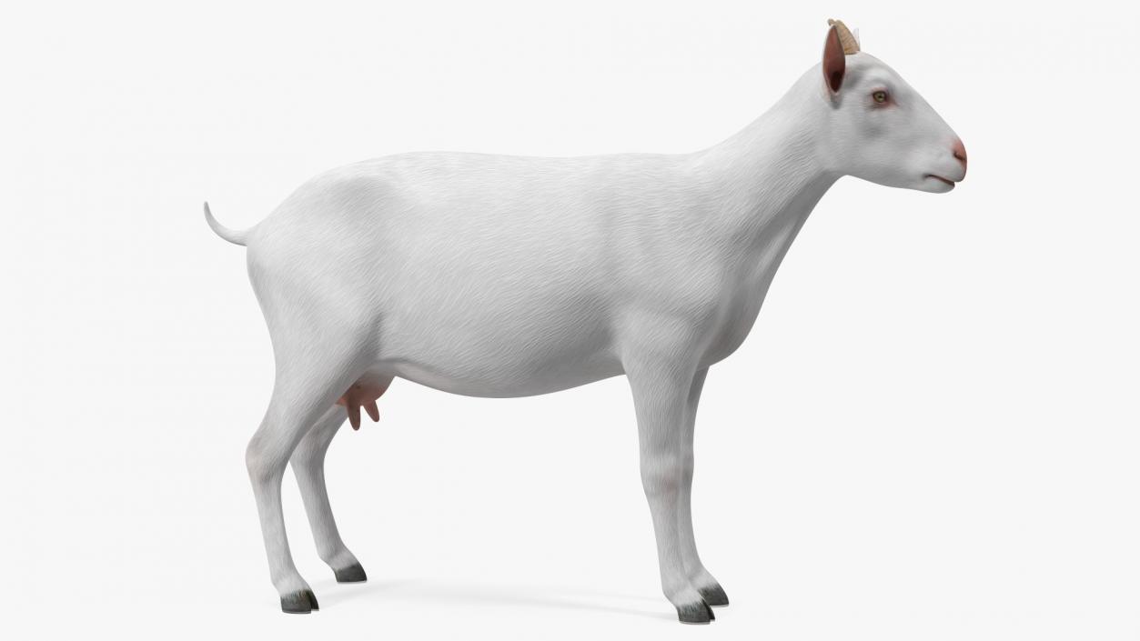 Goat Saanen Breed 3D