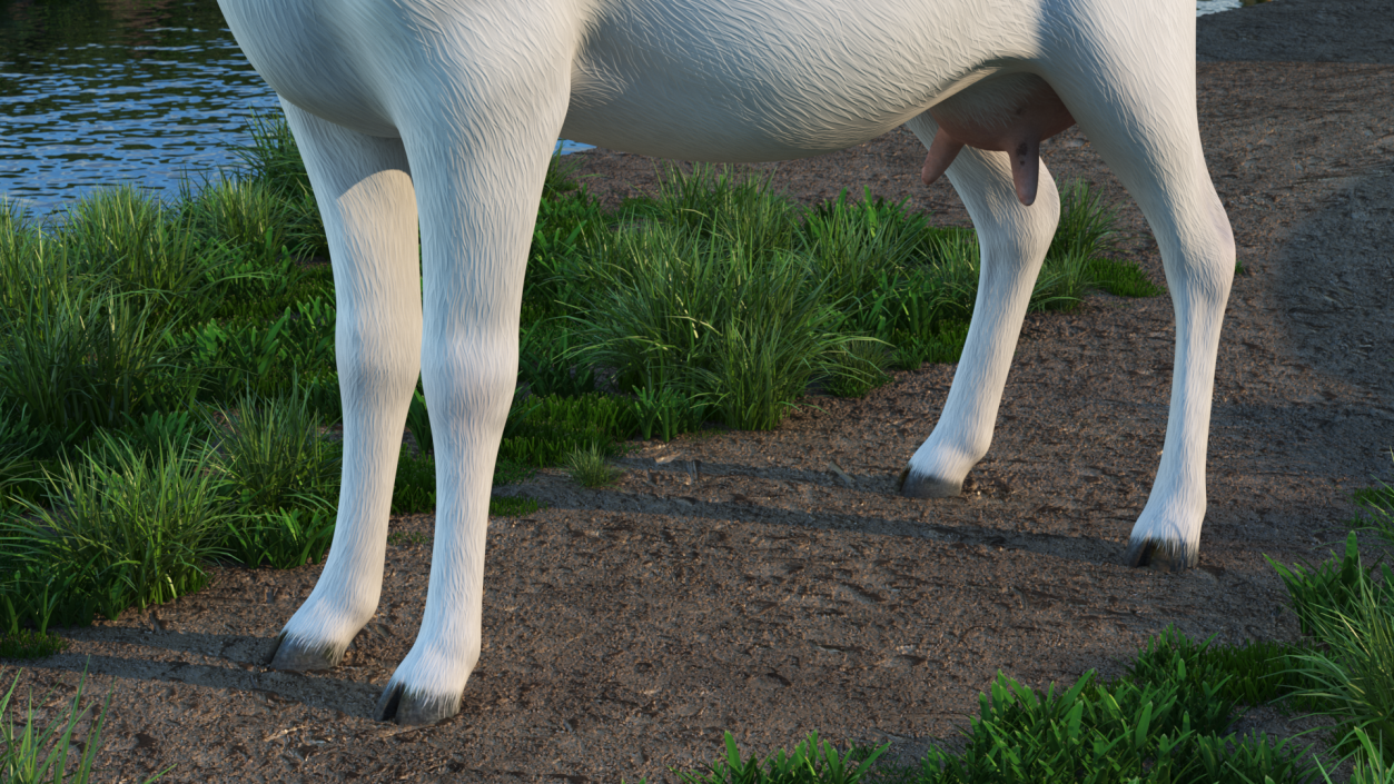 Goat Saanen Breed 3D