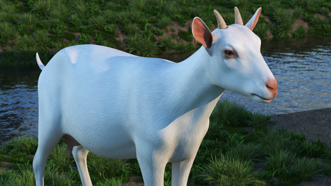 Goat Saanen Breed 3D