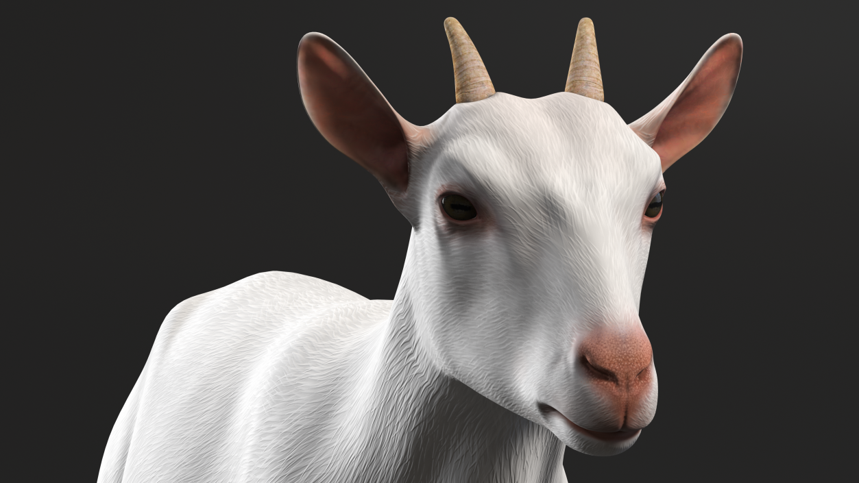 Goat Saanen Breed 3D