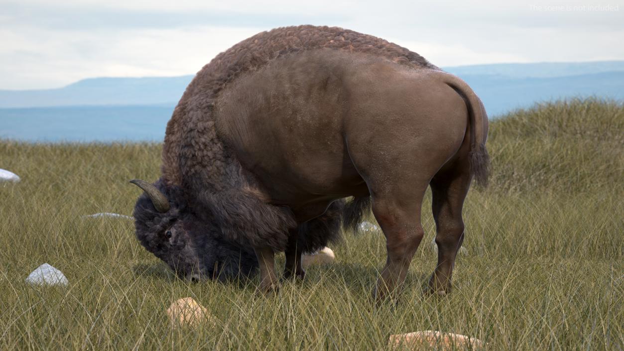 3D Grazing American Bison Bull with Fur