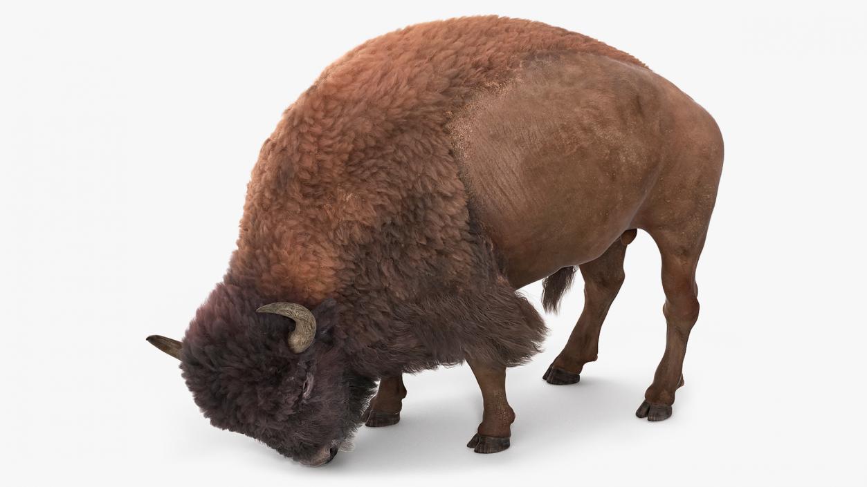 3D Grazing American Bison Bull with Fur