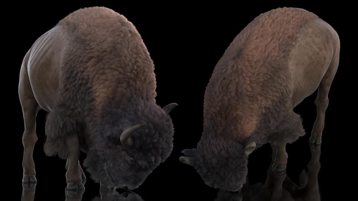 3D Grazing American Bison Bull with Fur