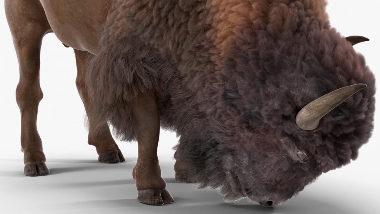 3D Grazing American Bison Bull with Fur