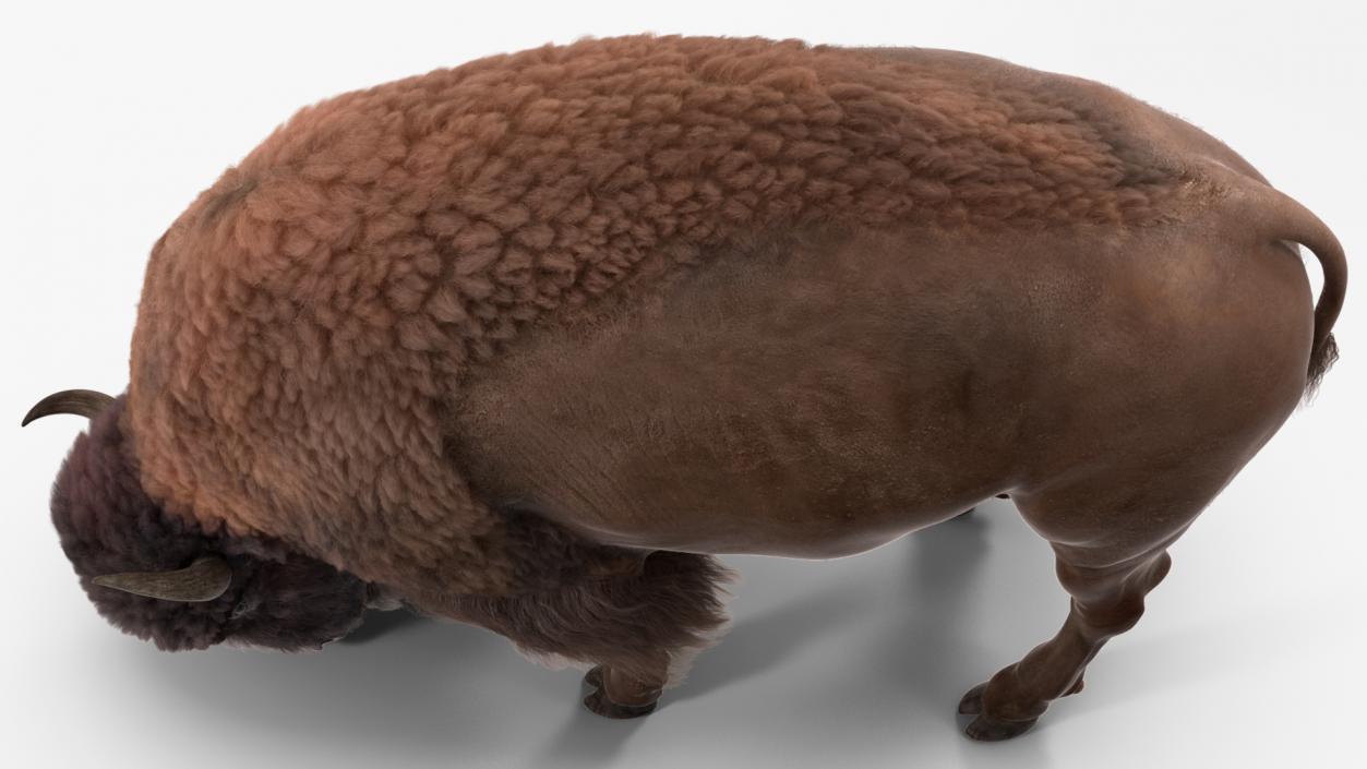 3D Grazing American Bison Bull with Fur