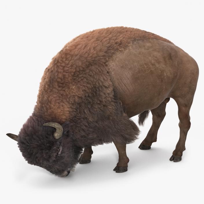 3D Grazing American Bison Bull with Fur