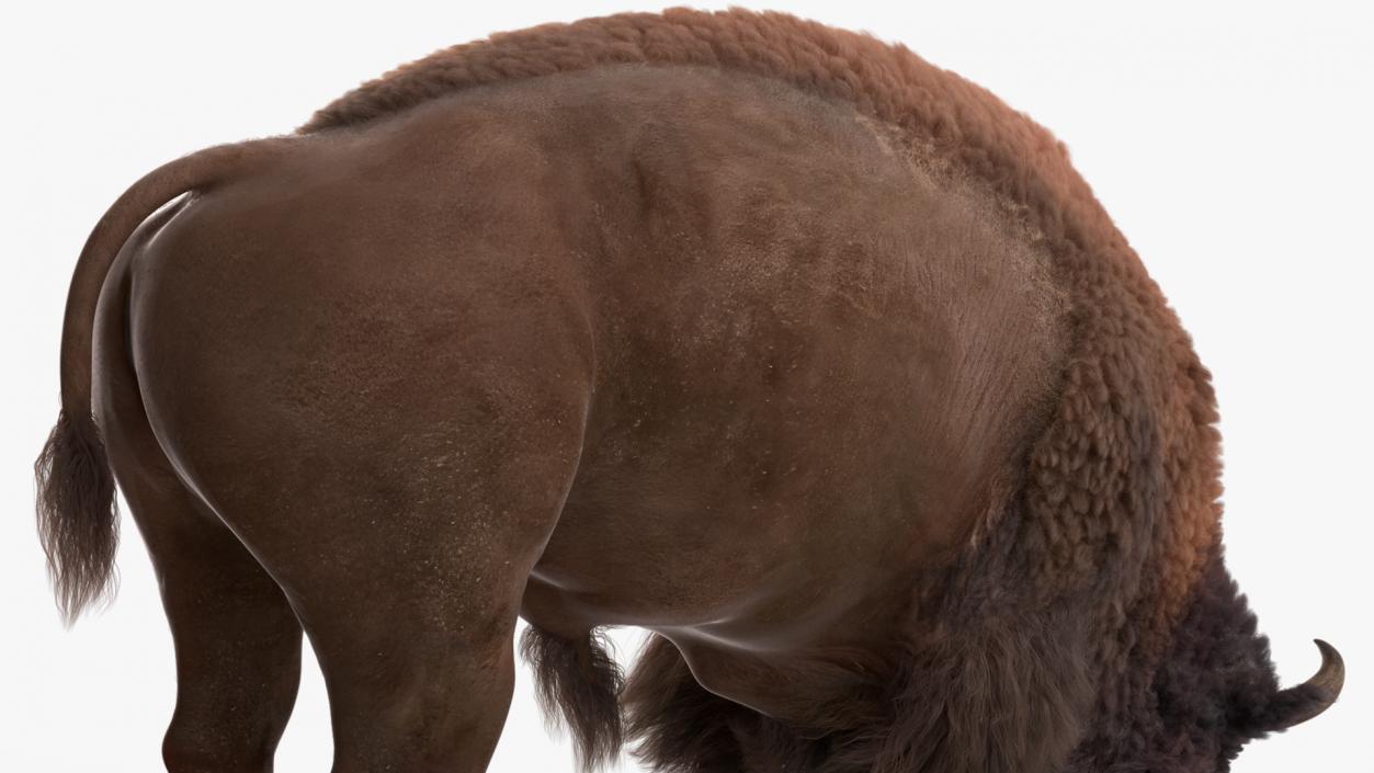 3D Grazing American Bison Bull with Fur