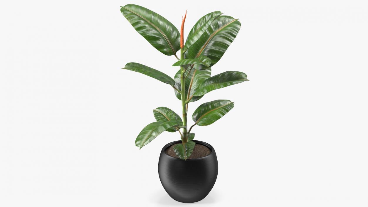 3D Ficus Elastica Tree in Pot