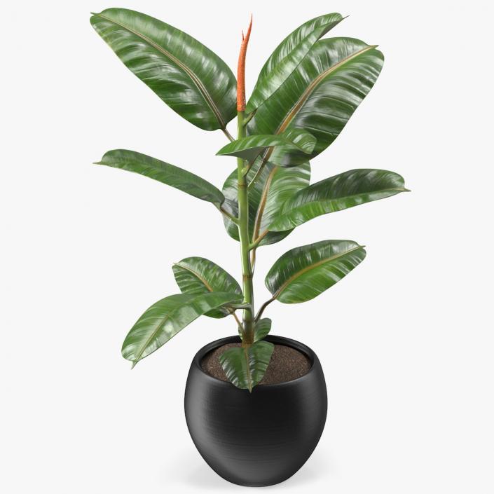 3D Ficus Elastica Tree in Pot