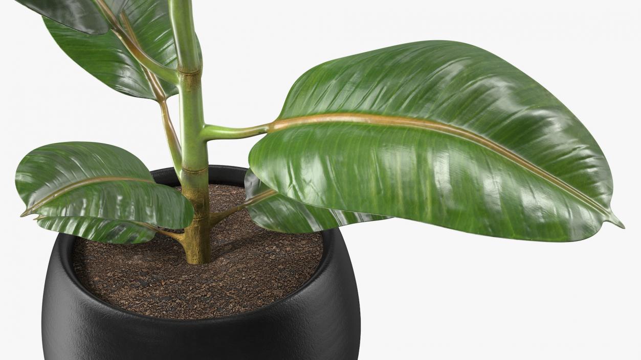 3D Ficus Elastica Tree in Pot