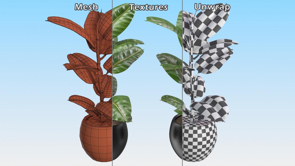 3D Ficus Elastica Tree in Pot