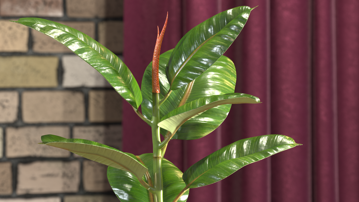 3D Ficus Elastica Tree in Pot