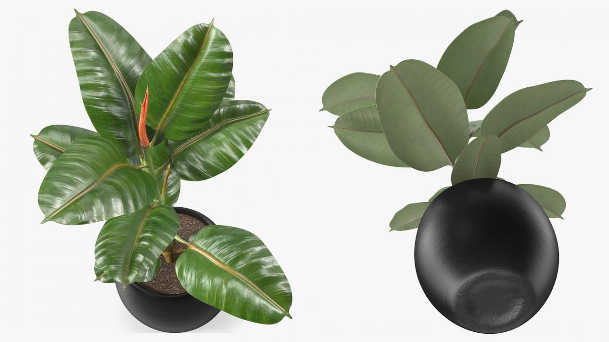 3D Ficus Elastica Tree in Pot