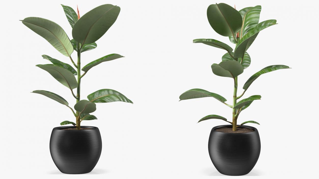 3D Ficus Elastica Tree in Pot